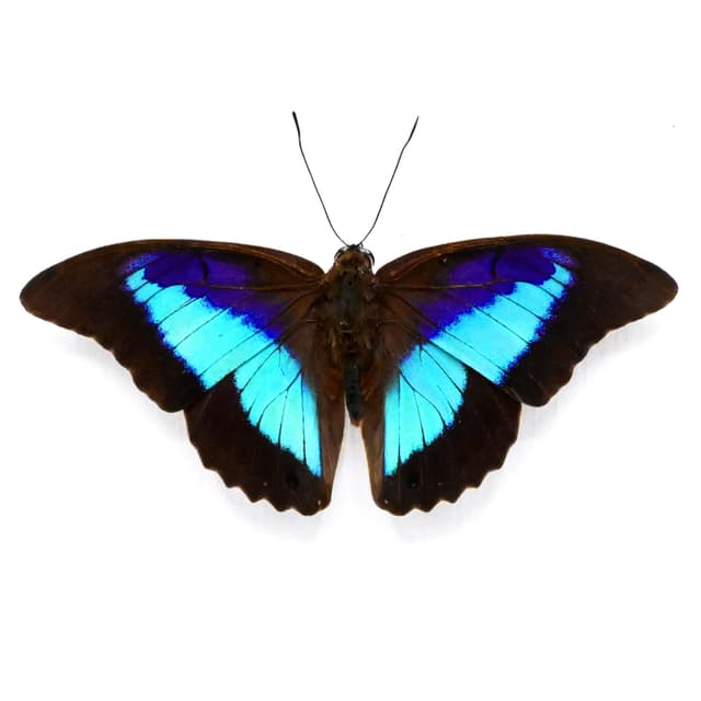Real purple and blue iridescent framed taxidermy butterfly- Prepona omphale - Victorian mount