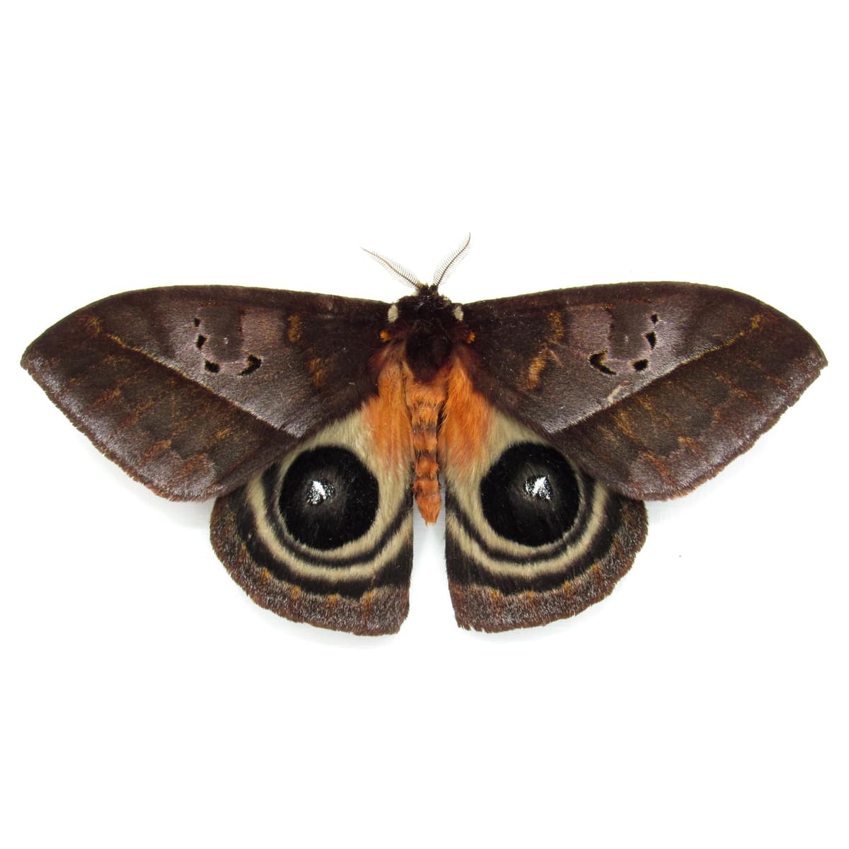 Real Giant Saturn moth framed taxidermy - Automeris species - Victorian mount