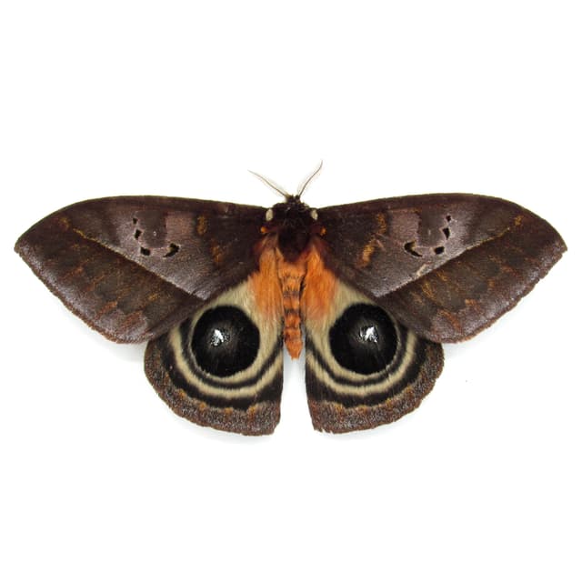 Real Giant Saturn moth framed taxidermy - Automeris species - Victorian mount
