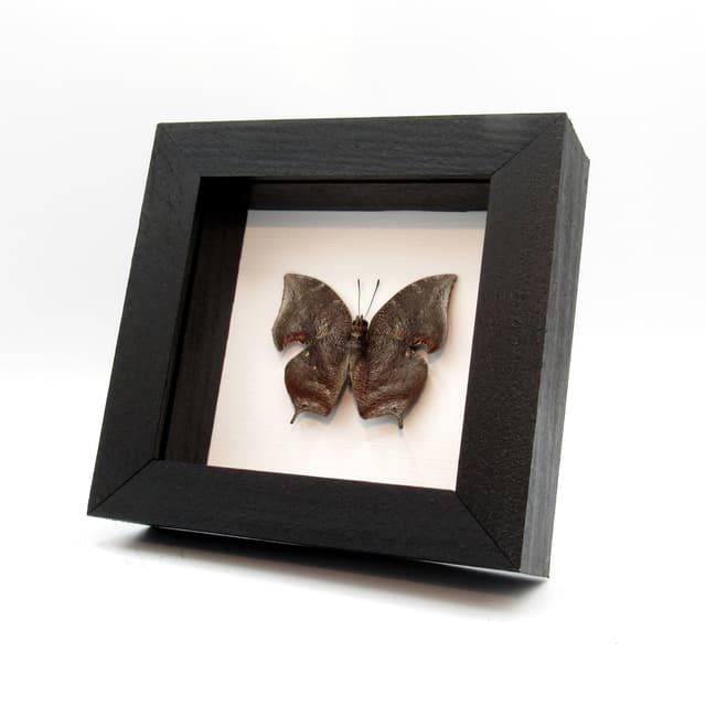 Real bark mimicking butterfly framed taxidermy - Anaea morvus morpheus