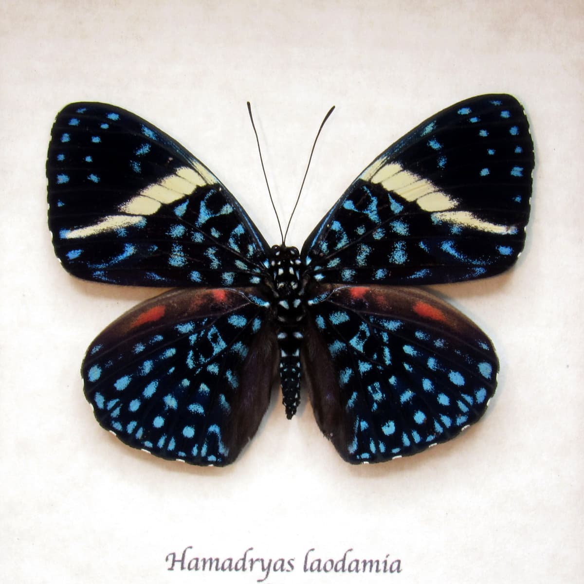 Real blue Starry Night butterfly framed taxidermy - Hamadryas laodamia - banded female
