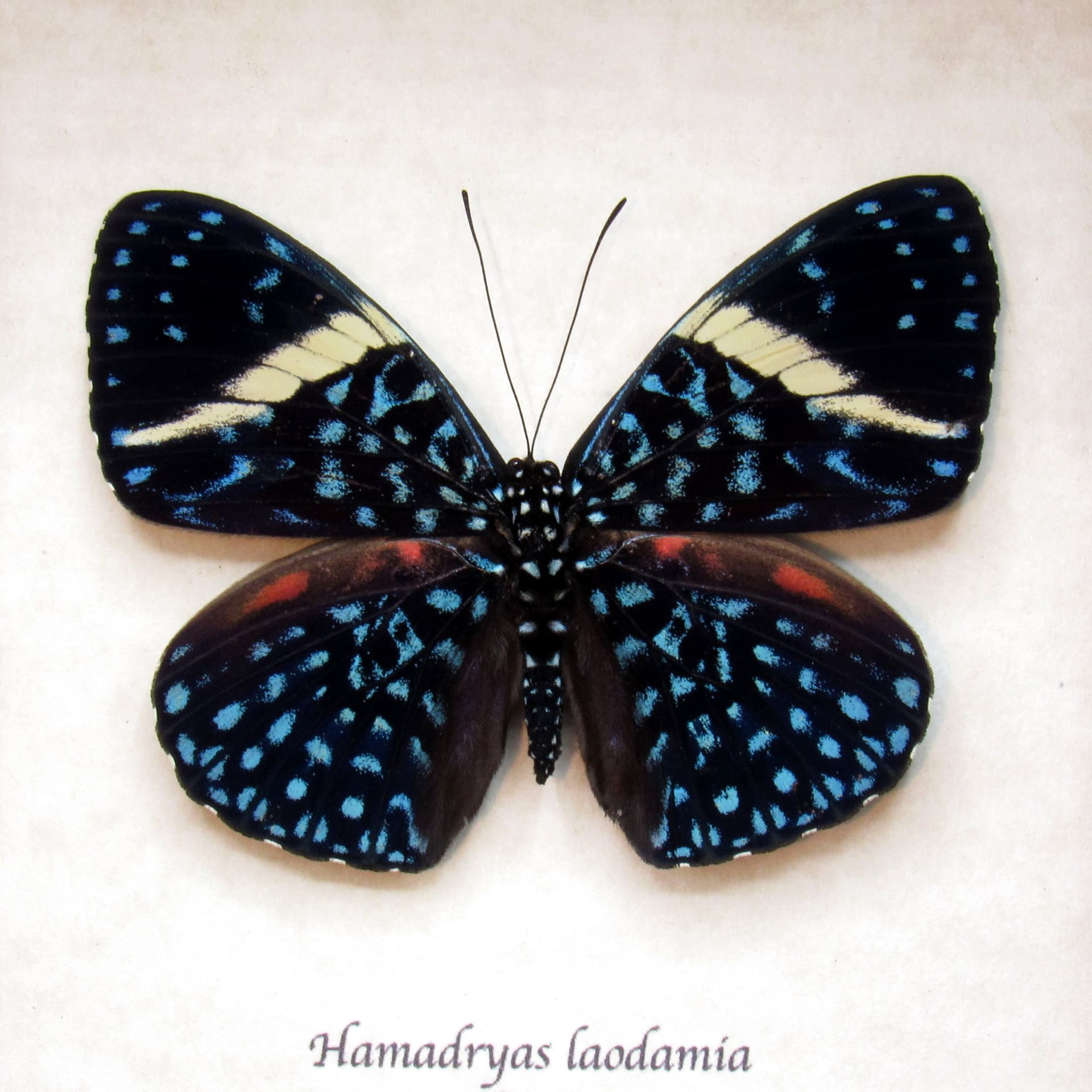 Real blue Starry Night butterfly framed taxidermy - Hamadryas laodamia - banded female