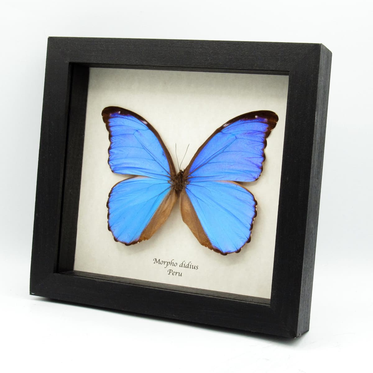 Real Giant Blue Morpho butterfly framed - Morpho didius - 5.8 inch wingspan