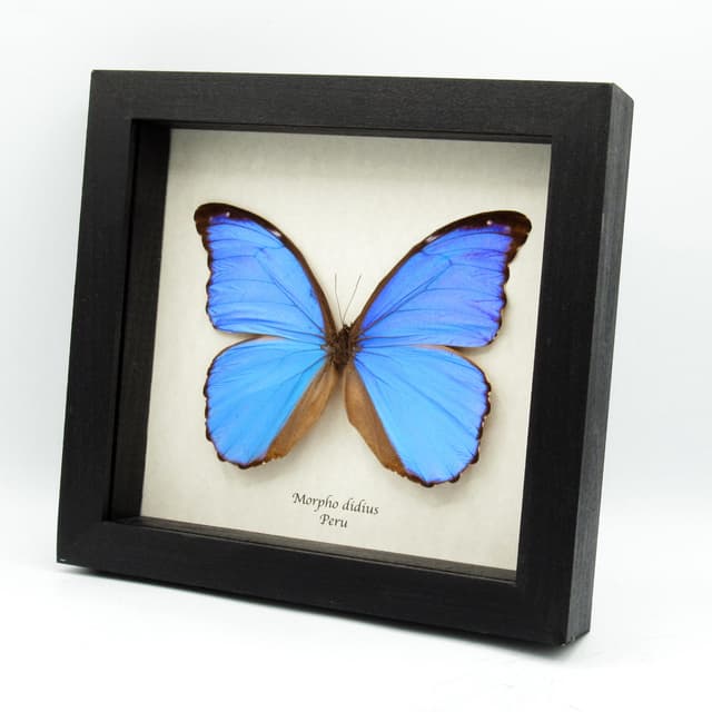 Real Giant Blue Morpho butterfly framed - Morpho didius - 5.8 inch wingspan