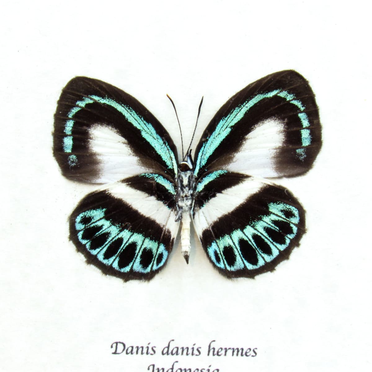 Real blue butterfly framed taxidermy - Danis danis hermes - female