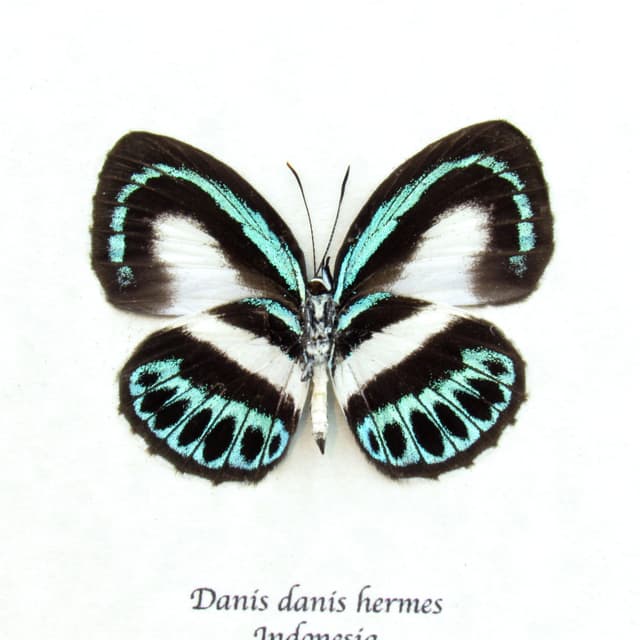 Real blue butterfly framed taxidermy - Danis danis hermes - female