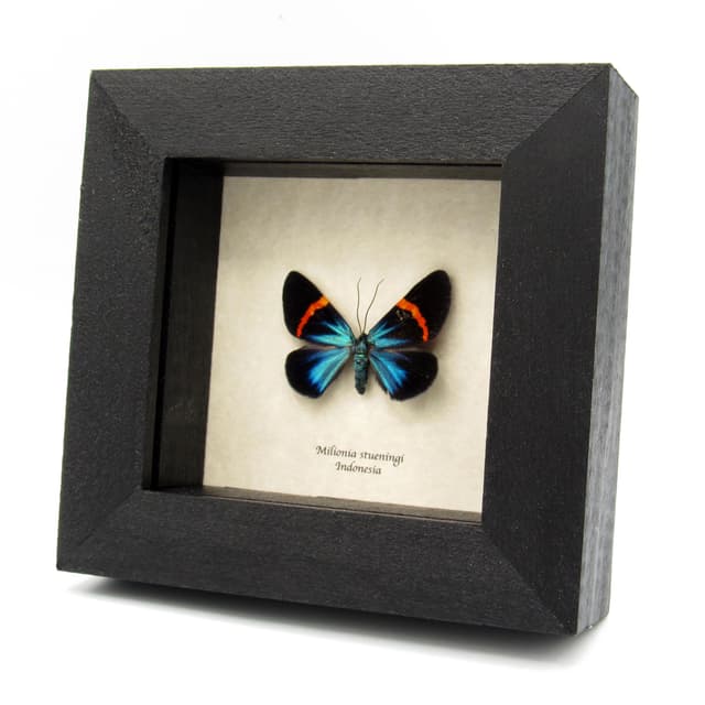 Real metallic blue moth framed taxidermy - Milionia stueningi