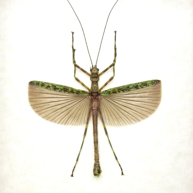 Refreshing green stick bug framed taxidermy - Aschiphasma annulipes