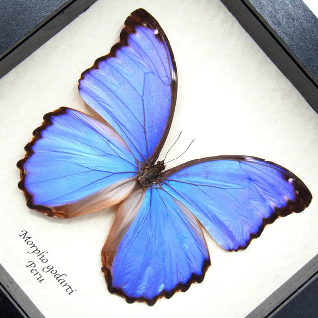 Real Giant Blue Morpho butterfly framed taxidermy - Morpho godarti