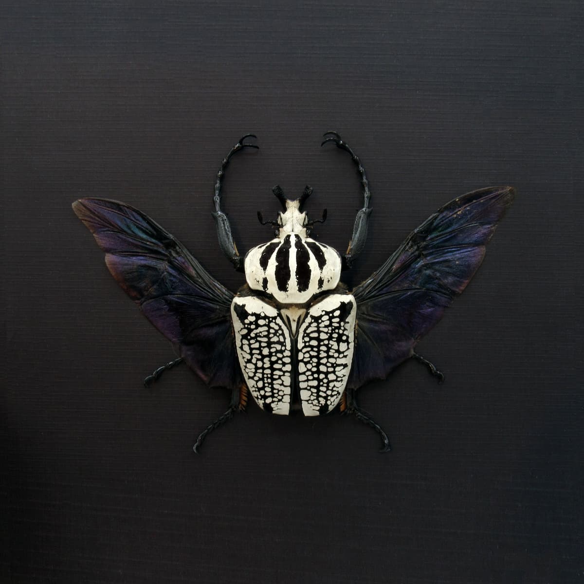 Real XXL Flower Beetle framed taxidermy - Goliathus orientalis