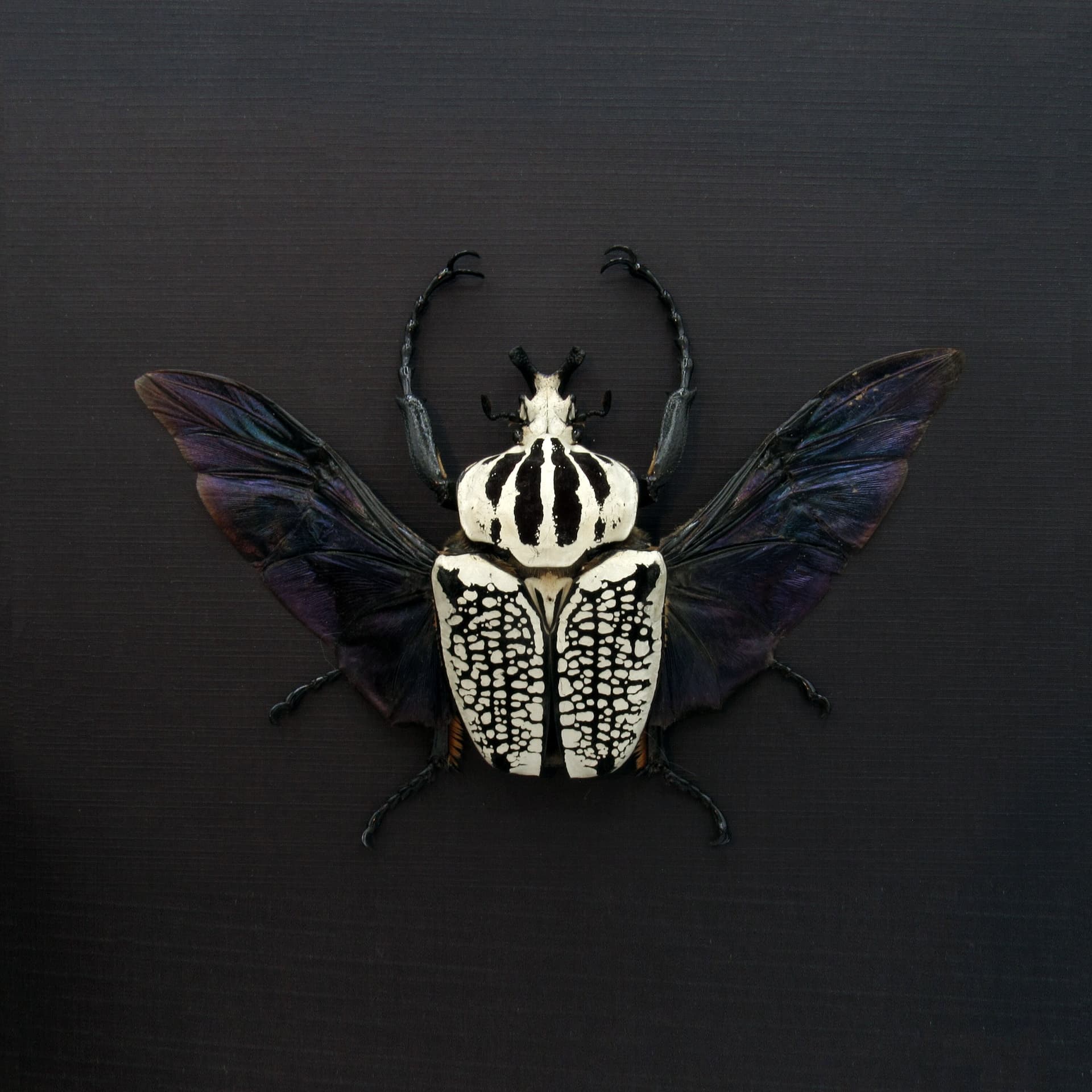 Real XXL Flower Beetle framed taxidermy - Goliathus orientalis
