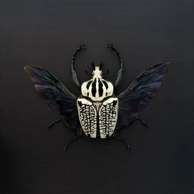 Real XXL Flower Beetle framed taxidermy - Goliathus orientalis