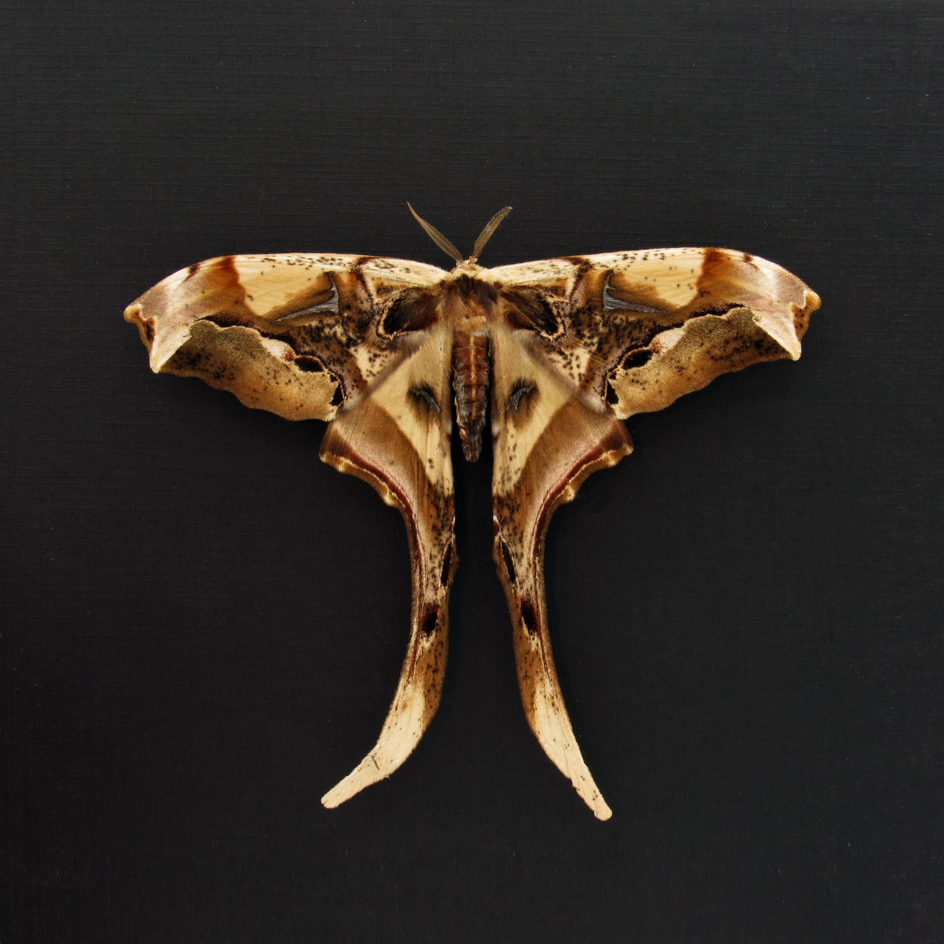 Rare Giant Saturn moth framed taxidermy - Copiopteryx derceto - female - Victorian mount