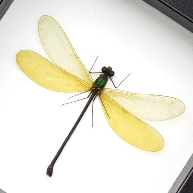Real large Damselfly Dragonfly framed taxidermy - Neurobases kaupi pavo - female