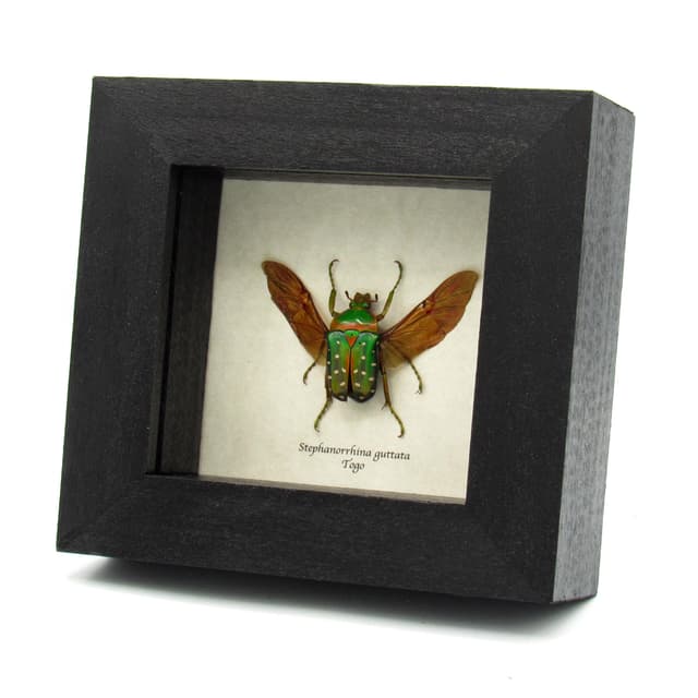 Real purple Polka Dot Scarab Beetle framed taxidermy - Stephanorrhina guttata