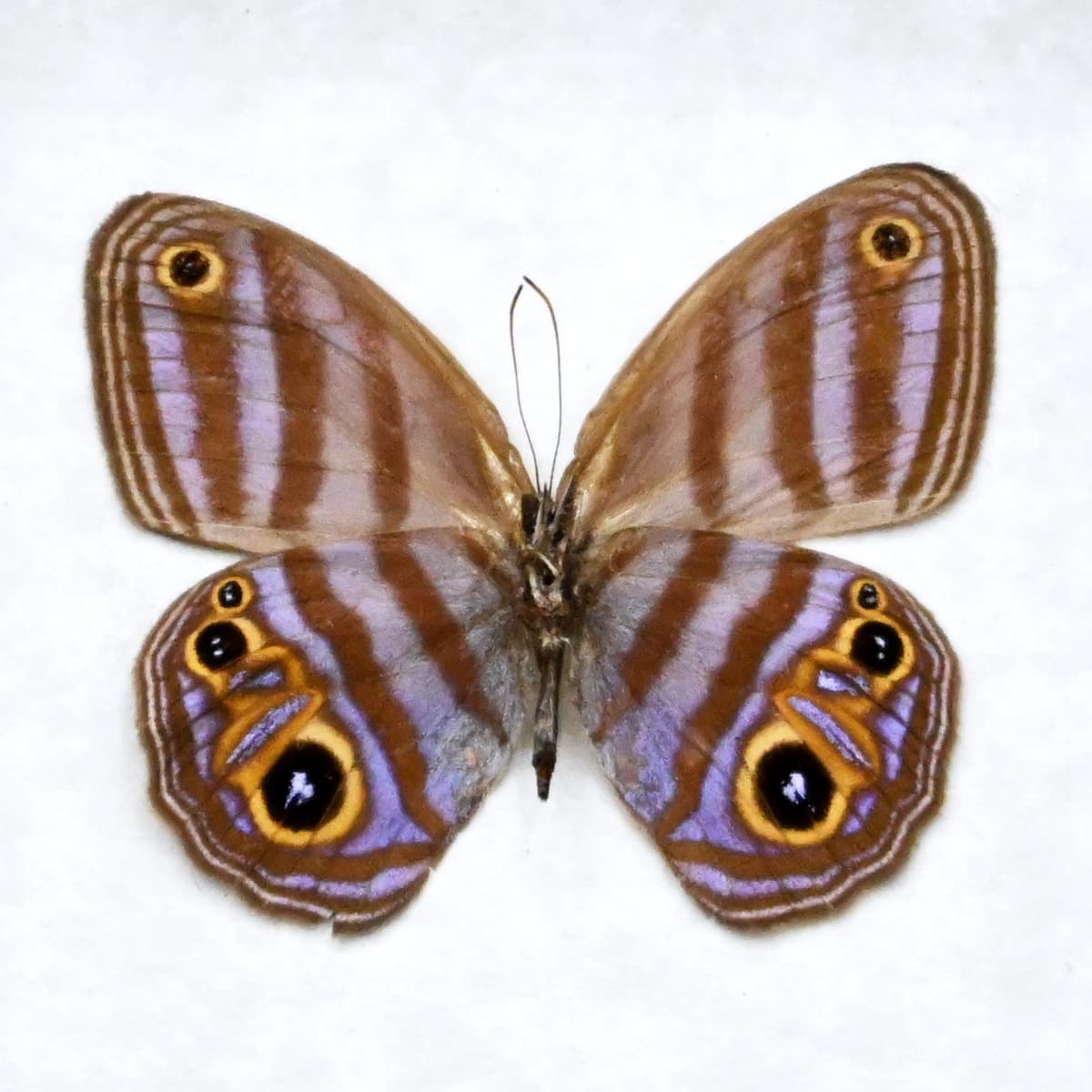 Rare purple Metalmark butterfly framed taxidermy - Chloreuptychia agatha