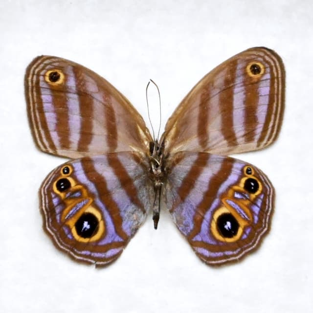 Rare purple Metalmark butterfly framed taxidermy - Chloreuptychia agatha