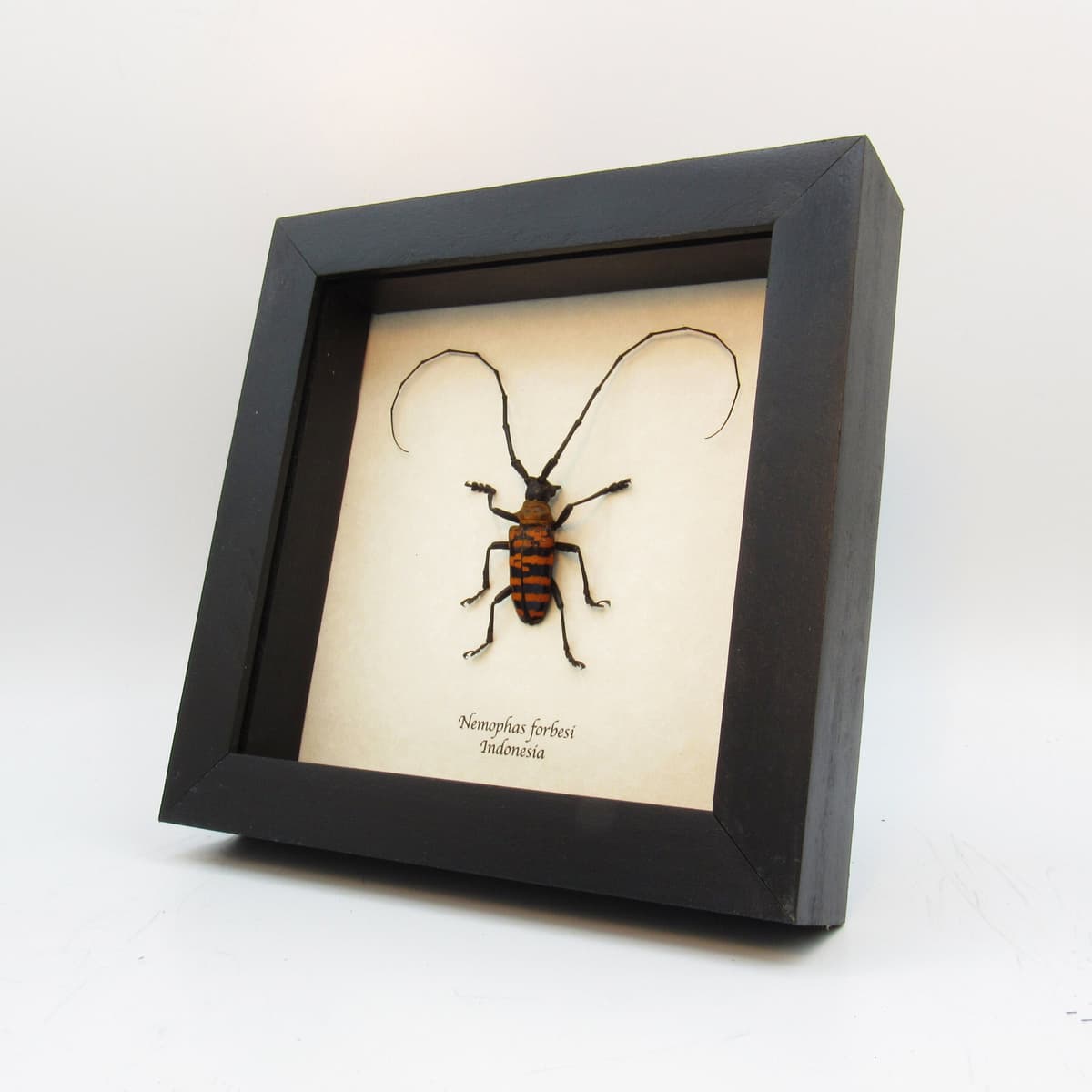 Real orange longhorn beetle framed taxidermy - Nemophas forbesi