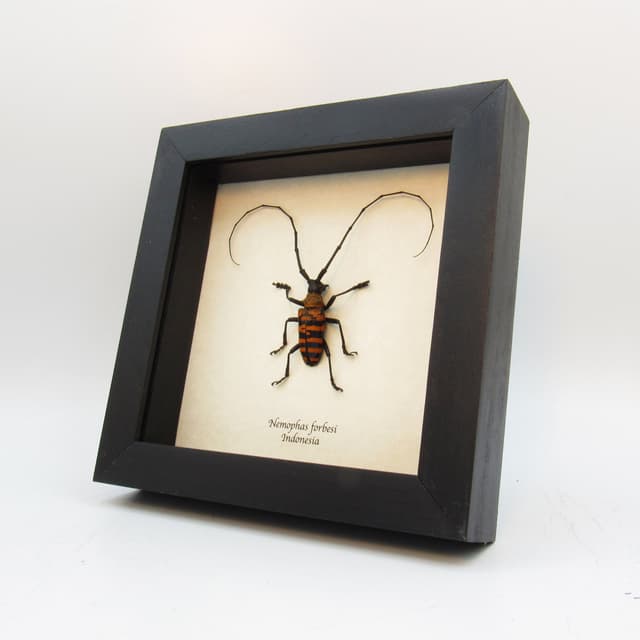 Real orange longhorn beetle framed taxidermy - Nemophas forbesi