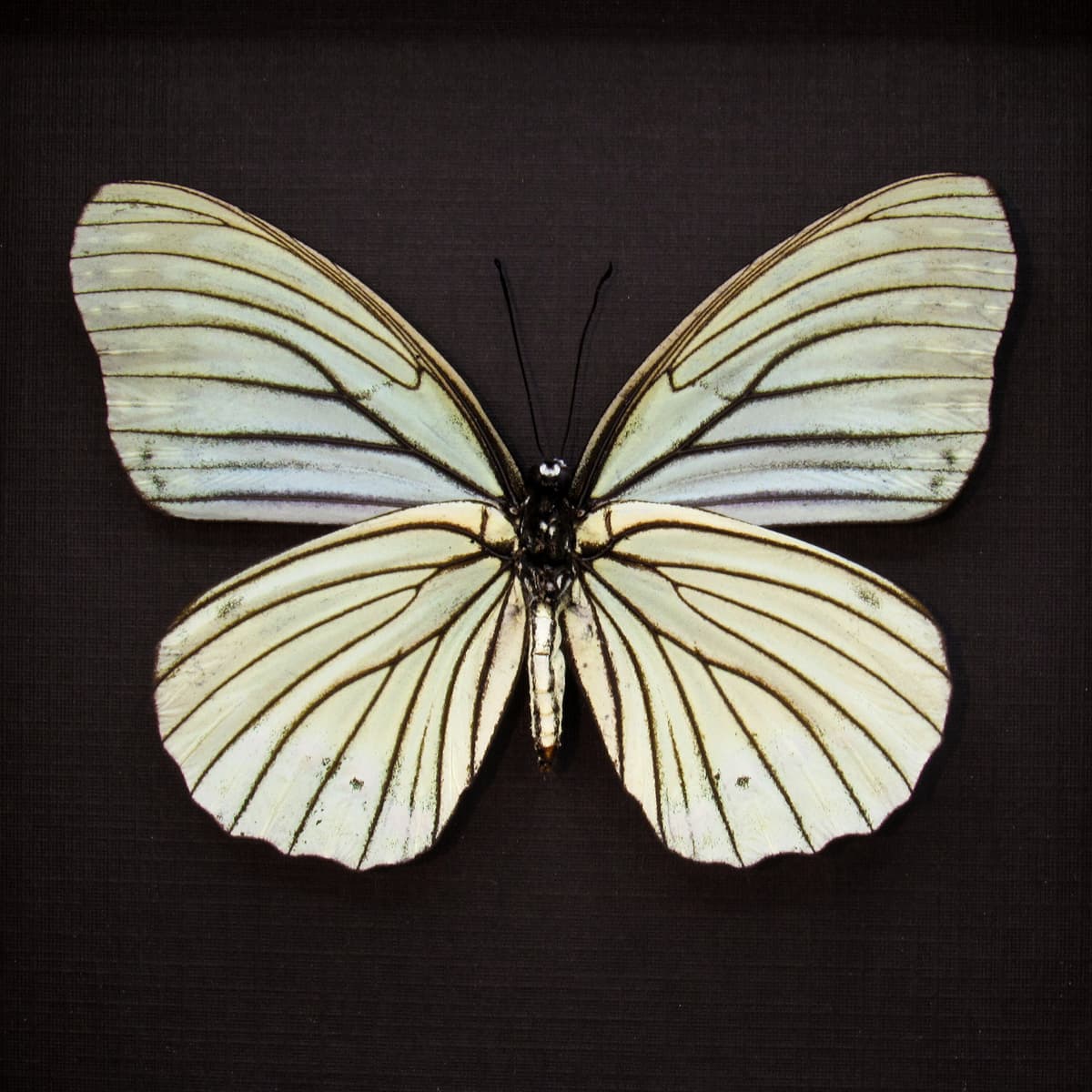Real large pale green butterfly framed taxidermy - Hestina assimilis mena - female