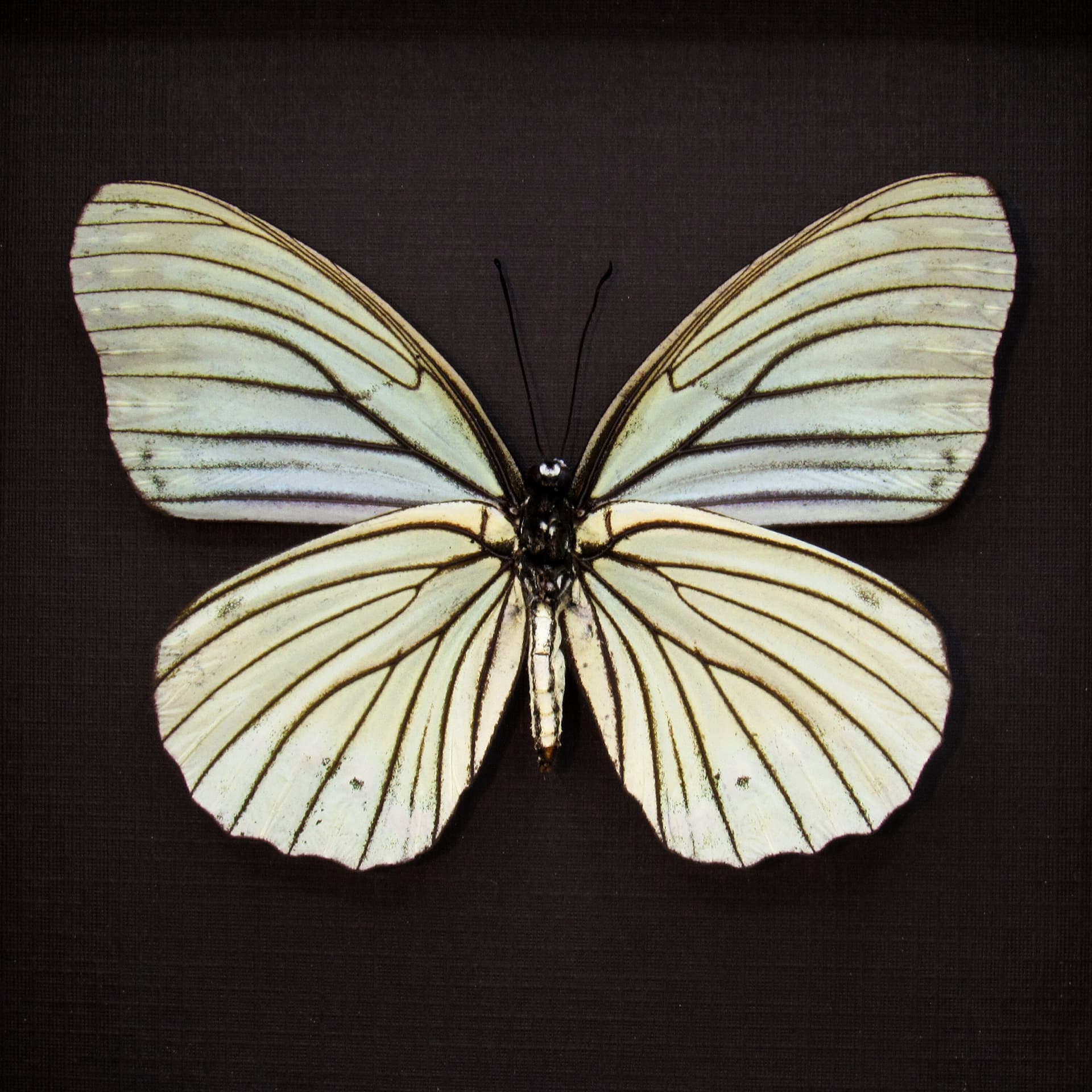 Real large pale green butterfly framed taxidermy - Hestina assimilis mena - female