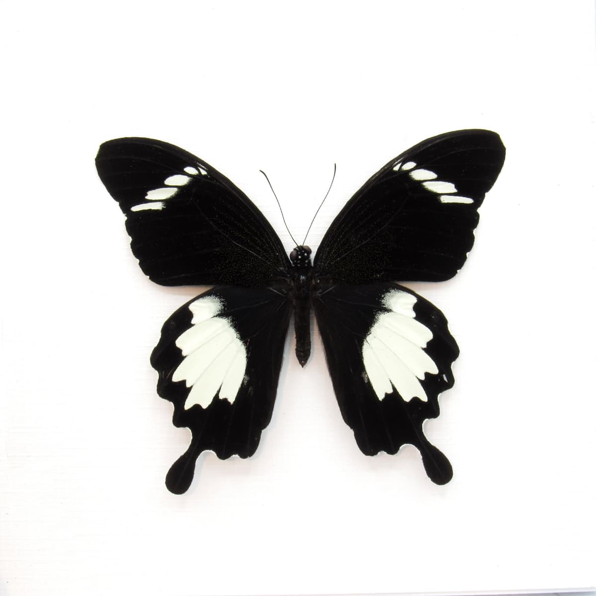 Real Swallowtail butterfly framed taxidermy - Papilio nephelus