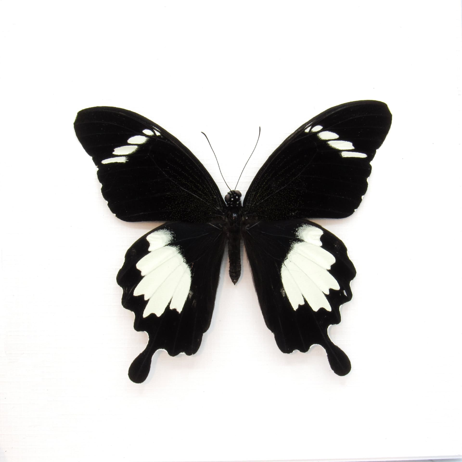 Real Swallowtail butterfly framed taxidermy - Papilio nephelus