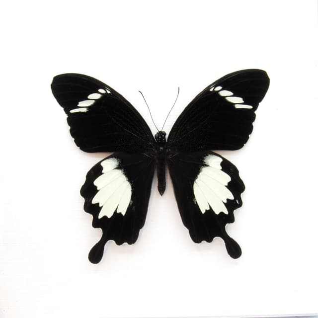 Real Swallowtail butterfly framed taxidermy - Papilio nephelus