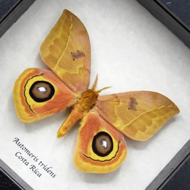Real Saturn moth framed taxidermy - Automeris tridens