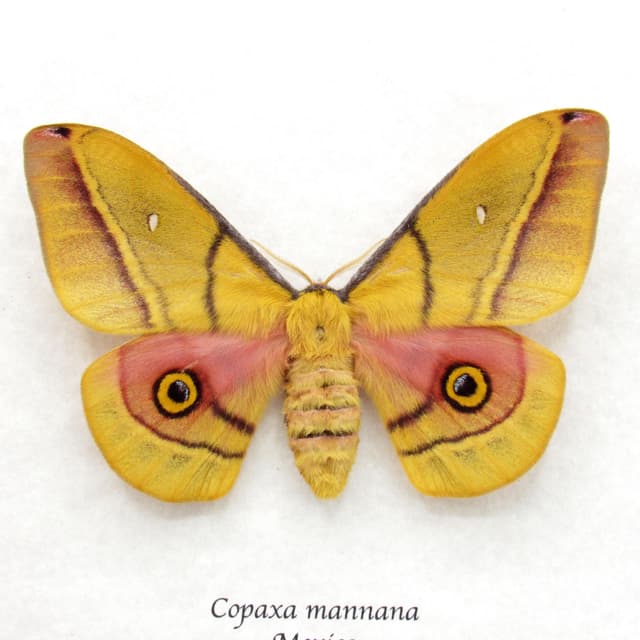 Rare yellow Mexican Silk moth framed taxidermy - Copaxa mannana - female