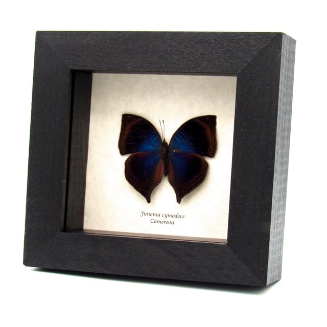 Rare Blue Leaf butterfly framed taxidermy - Junonia cymodoce