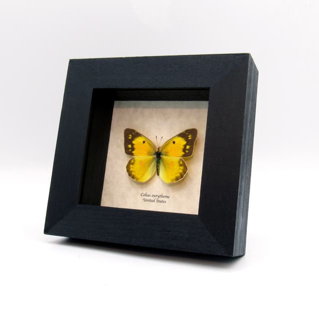 Real Orange Sulphur butterfly framed taxidermy - Colias eurytheme - female