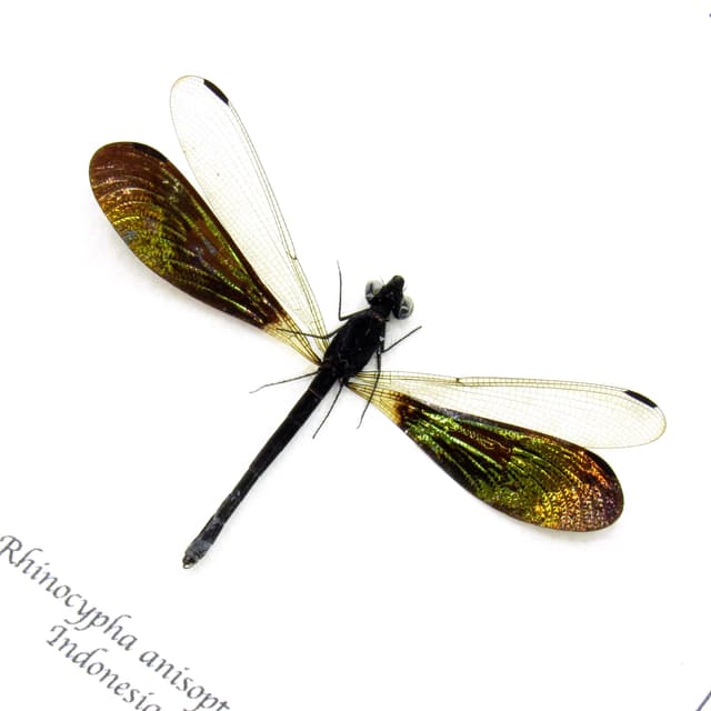 Real metallic green Dragonfly framed taxidermy - Rhinocypha anisoptera