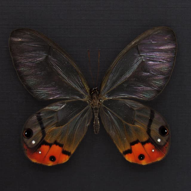 Rare large orange Glass Wing butterfly framed taxidermy - Haetera piera sanguinolenta - female