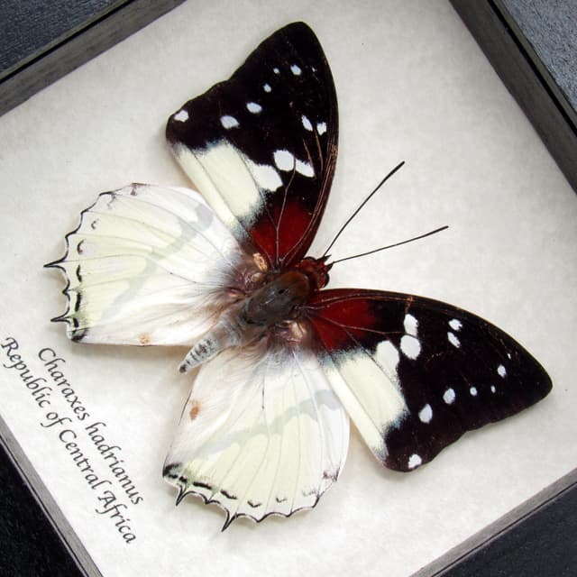 Real Hadrian's White Charaxes butterfly framed taxidermy - Charaxes hadrianus