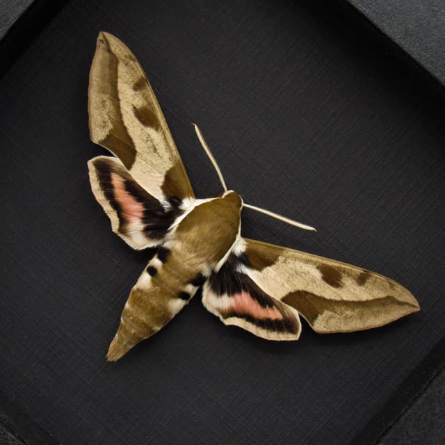 Real Mediterranean Hawk Moth framed taxidermy - Hyles nicaea - large female