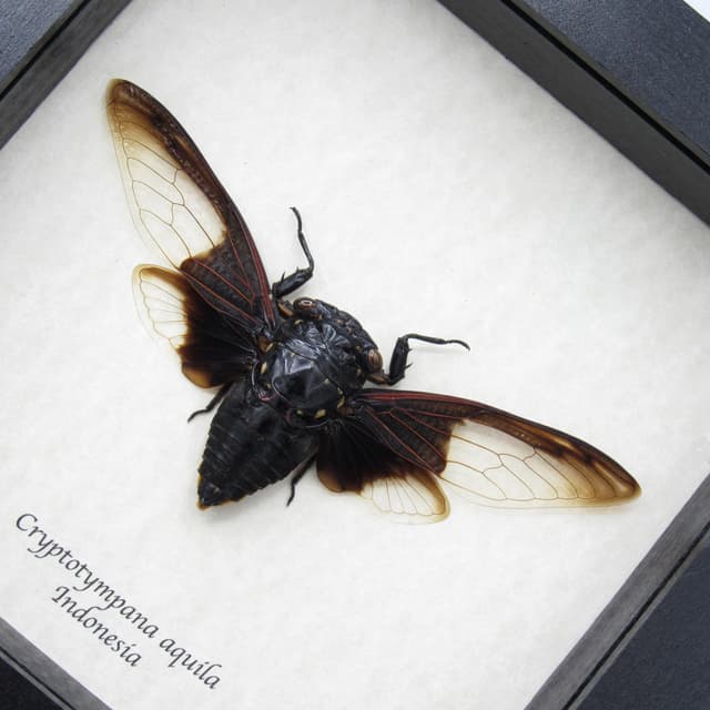 Giant Batwing Cicada framed taxidermy - Cryptotympana aquila