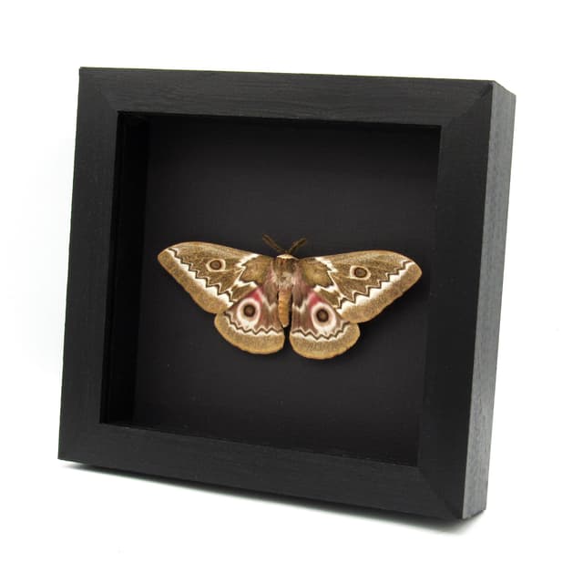 Real Zigzag Emperor moth framed taxidermy - Gonimbrasia tyrrhea - Victorian mount