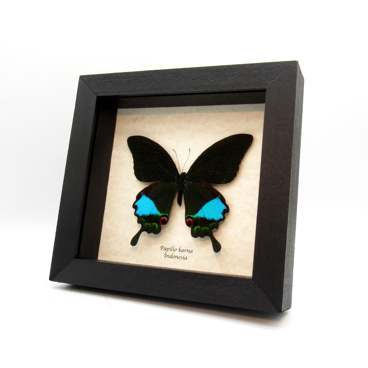 Large Jungle Jade butterfly framed taxidermy - Papilio karna - female