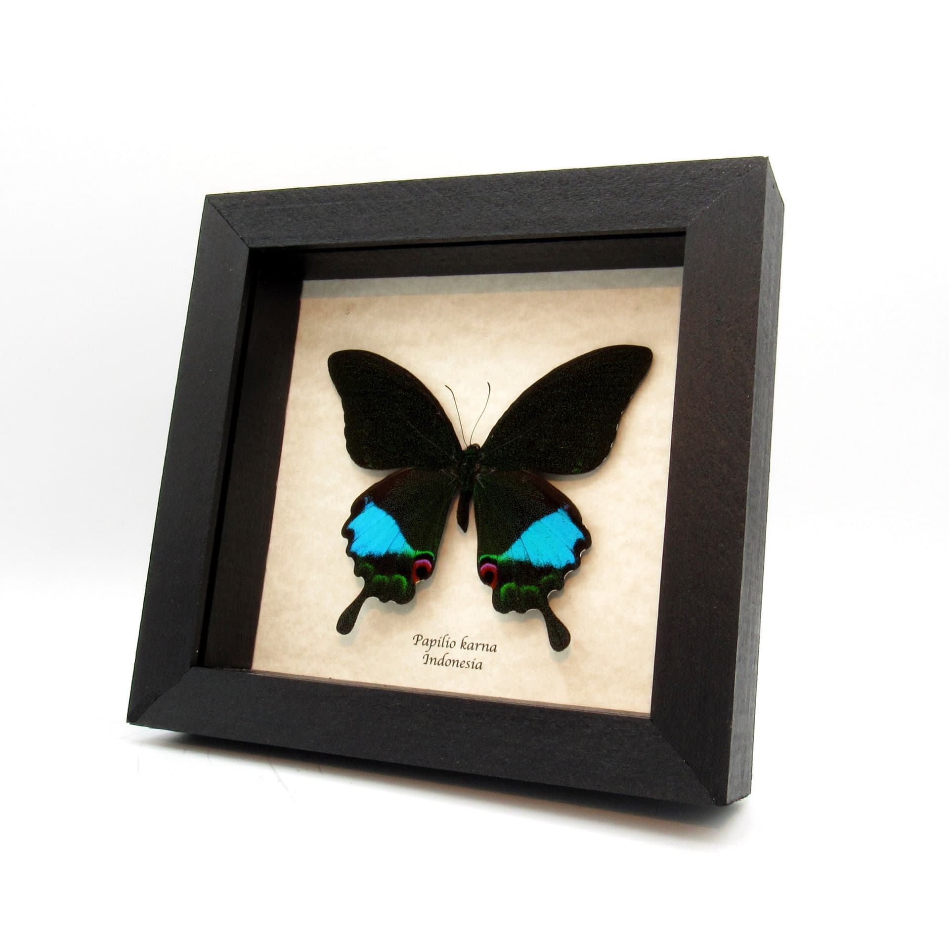 Large Jungle Jade butterfly framed taxidermy - Papilio karna - female