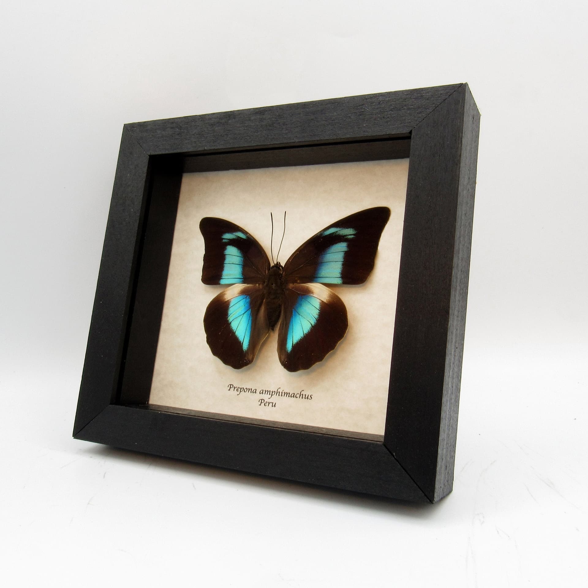 Real framed taxidermy iridescent butterfly - Prepona amphimachus - large female