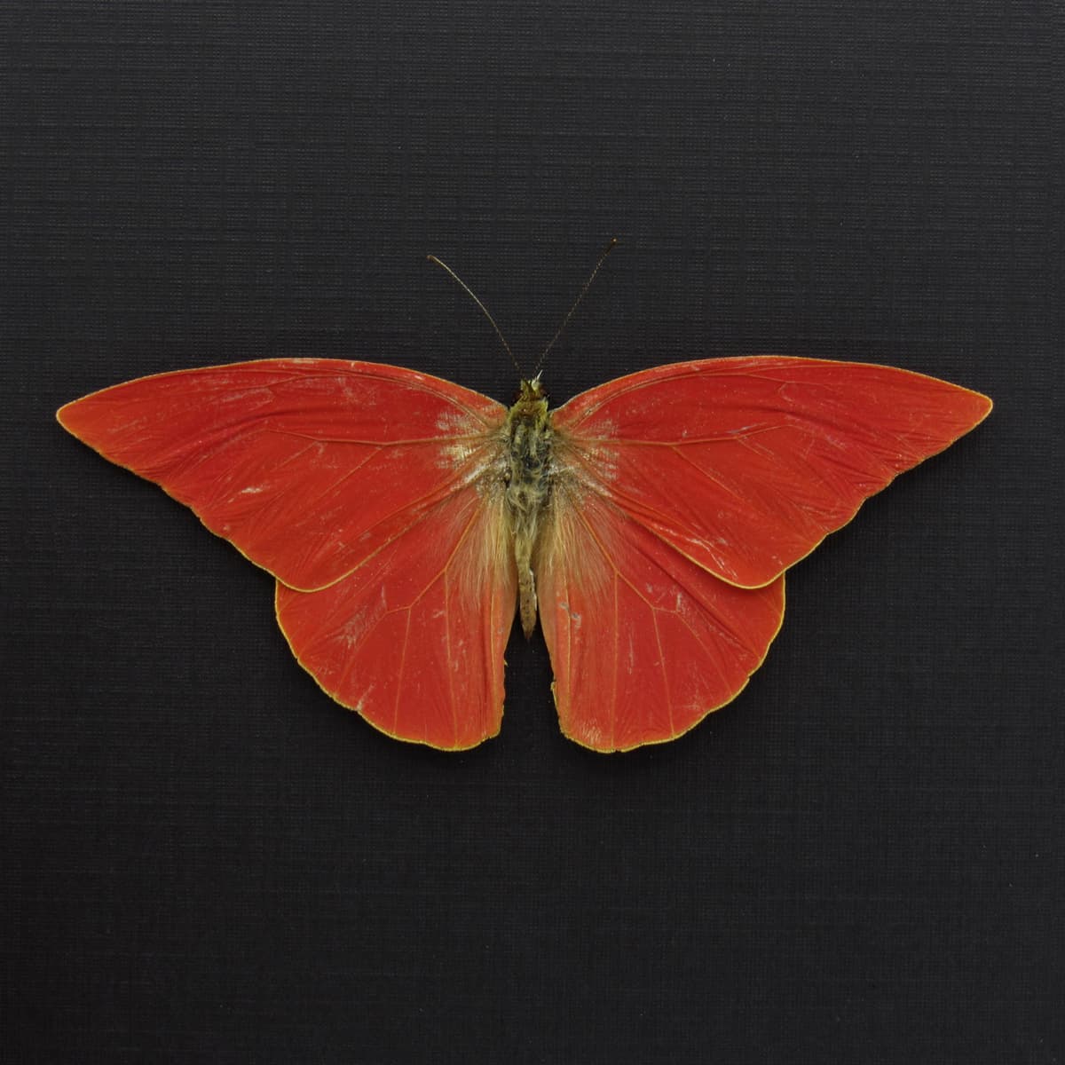 Real Orange Albatross butterfly framed taxidermy - Appias nero