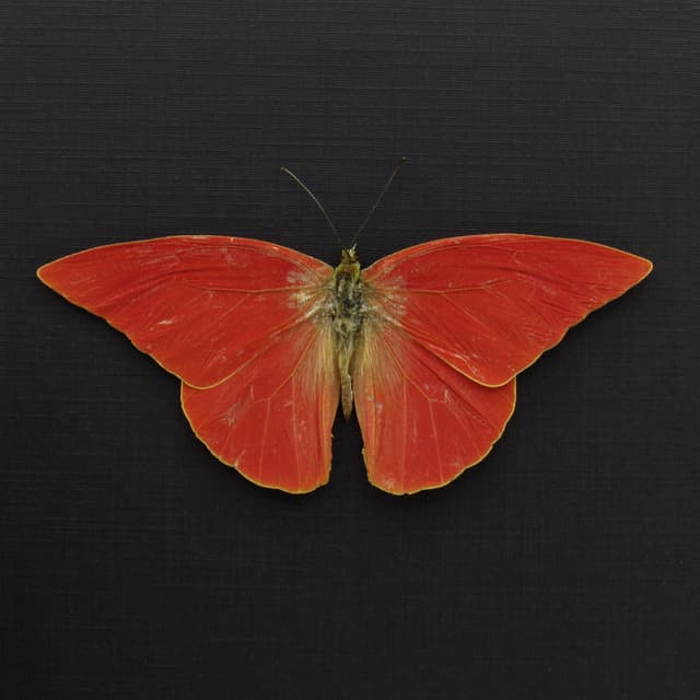 Real Orange Albatross butterfly framed taxidermy - Appias nero