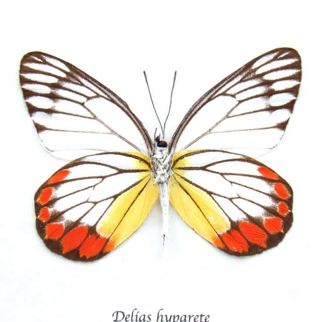 Real Painted Jezebel butterfly framed taxidermy - Delias hyparete
