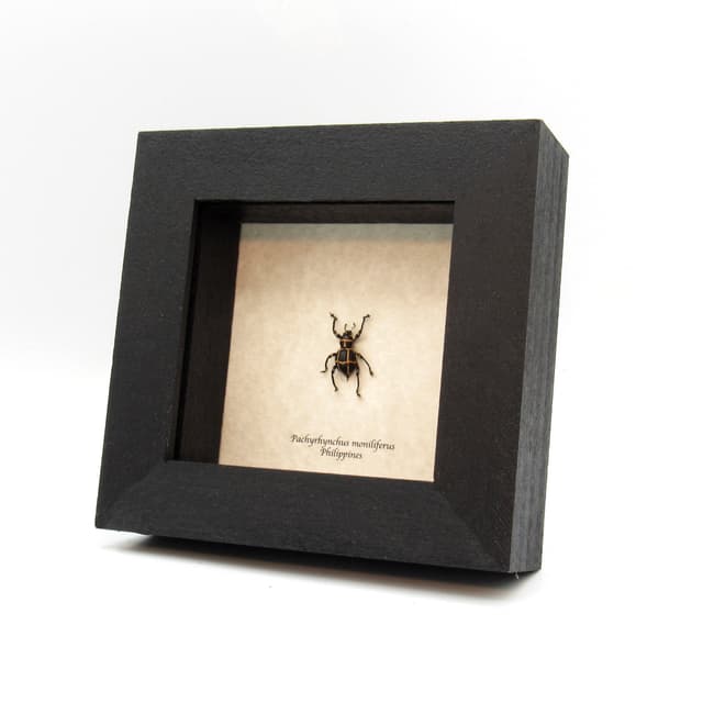 WEEVIL MANIA - Real pink beetle framed taxidermy -  Pachyrhynchus moniliferus