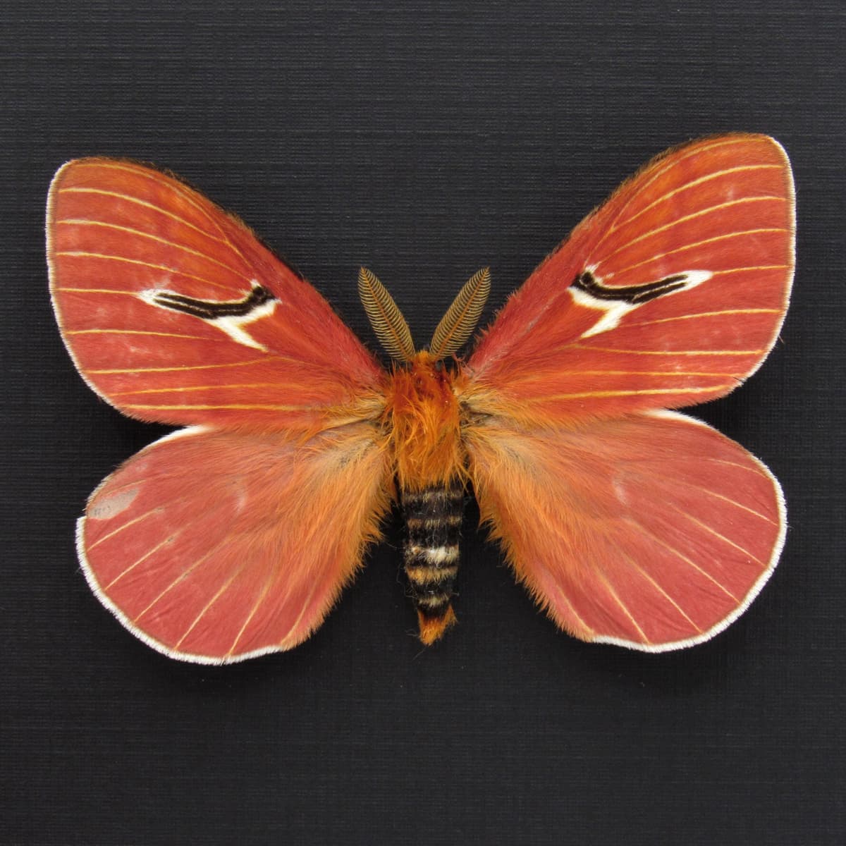 Very rare pink moth framed taxidermy - Cerodirphia kaechi - minor damage