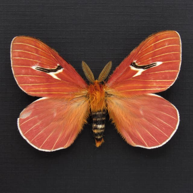 Very rare pink moth framed taxidermy - Cerodirphia kaechi - minor damage