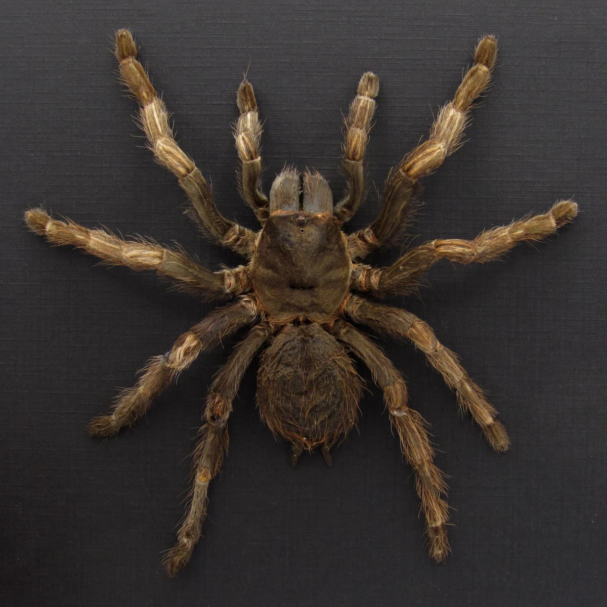 Real large Brazilian Orange Banded Tarantula framed taxidermy - Acanthoscurria juruenicola