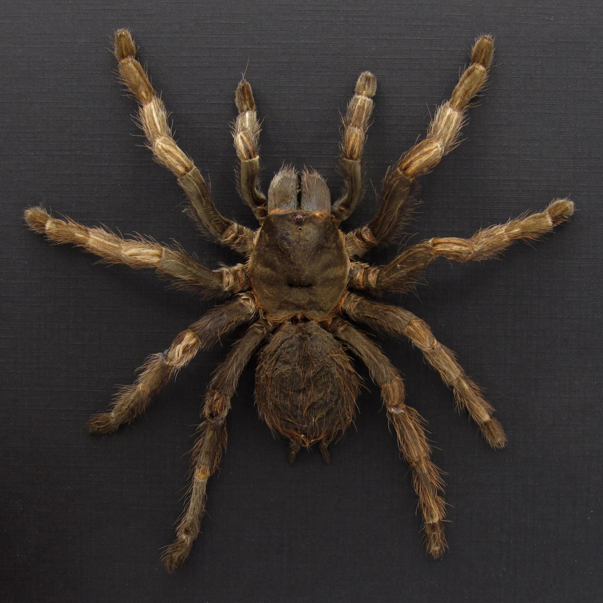 Real large Brazilian Orange Banded Tarantula framed taxidermy - Acanthoscurria juruenicola