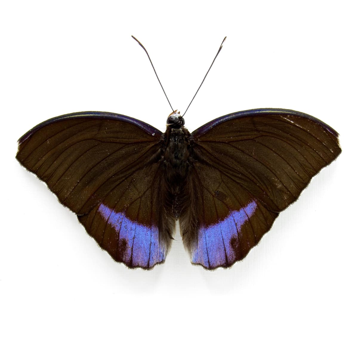 Real Blue-banded Forester butterfly framed taxidermy - Euphadra harpalyce - Victorian mount